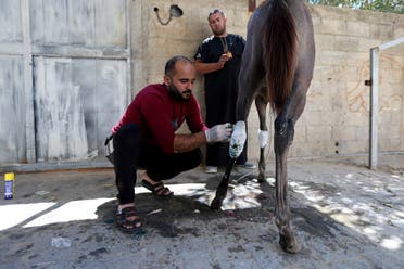 A man treats Palestinian Omar Shahin’s horse, which was wounded during the Israeli-Palestinian fighting, in the northern Gaza Strip May 24, 2021. (Reuters/Ibraheem Abu Mustafa)
