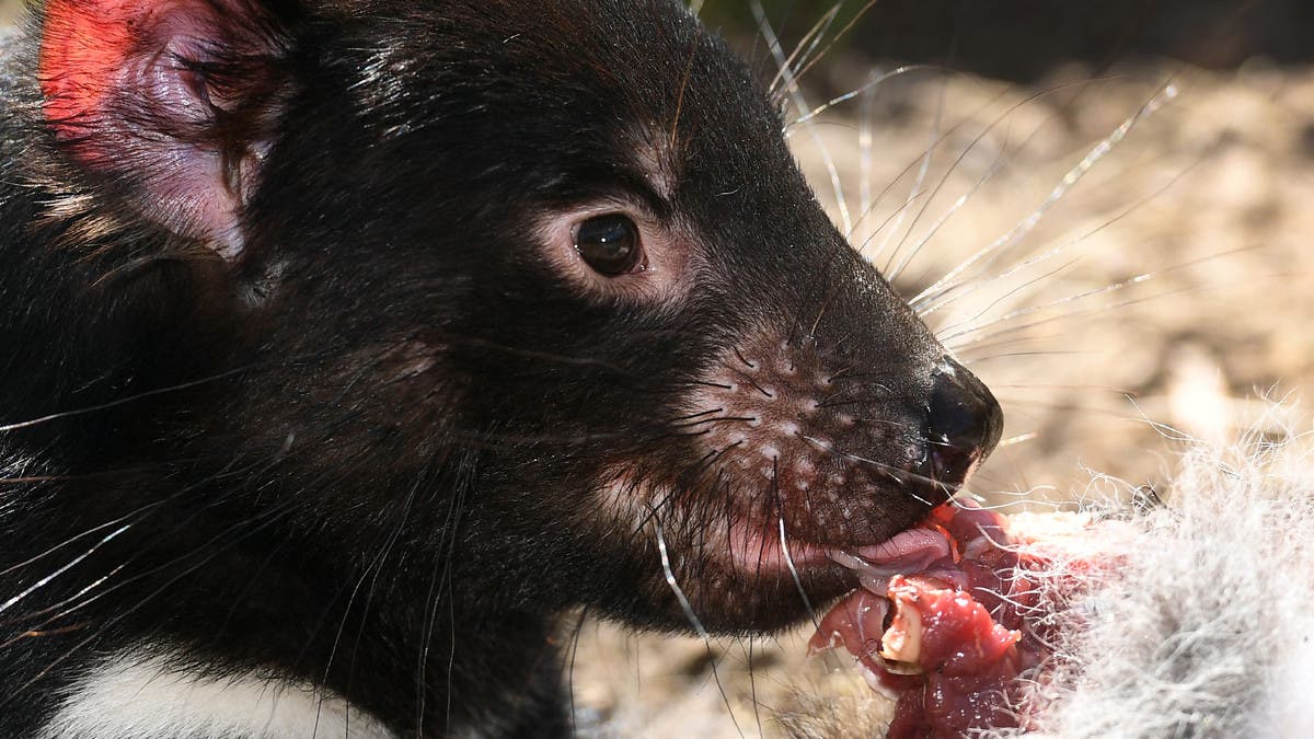 Tasmanian devils born on mainland for the first time in 3,000 years