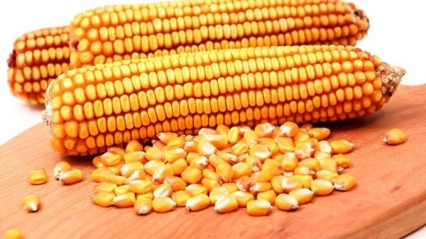 الان – مصر تلغي ممارسة دولية لشراء الذرة الصفراء – البوكس نيوز