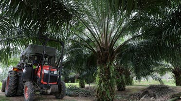A mini tractor grabber collects palm oil fruits at a plantation in Pulau Carey, Malaysia, January 31, 2020. (File Photo: Reuters)