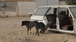 صنعاء.. الكلاب الضالة تقتل 33 يمنياً في 2022