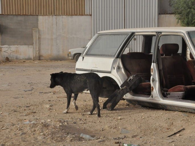 صنعاء.. الكلاب الضالة تقتل 33 يمنياً في 2022