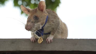 An undated handout picture released by UK veterinary charity PDSA on September 25, 2020 shows Magawa, an African giant pouched rat wearing his gold medal received from PDSA for his work in detecting landmines in Siem Reap, Cambodia. (AFP)