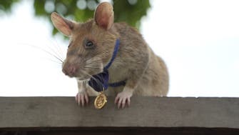 Mine-sniffing rat Magawa ends years of hard work in Cambodia