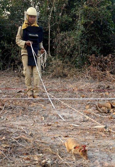  In this Feb. 19, 2016, photo, handler Ok Chann guides mine-sniffing African rat Cletus across a suspected mine field in Trach, Cambodia. (AP)