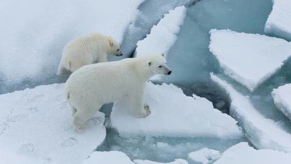 Polar bears kill worker at Canadian Arctic radar site