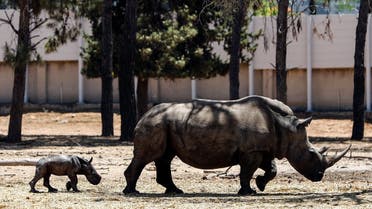 A newborn baby rhino walks behind his mother, 11-year-old Rihanna, at the Ramat Gan Safari Park zoo, near Tel Aviv, Israel June 6, 2021. (Reuters/Corinna Kern)