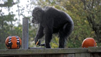 Oldest male chimpanzee in US dies at San Francisco zoo