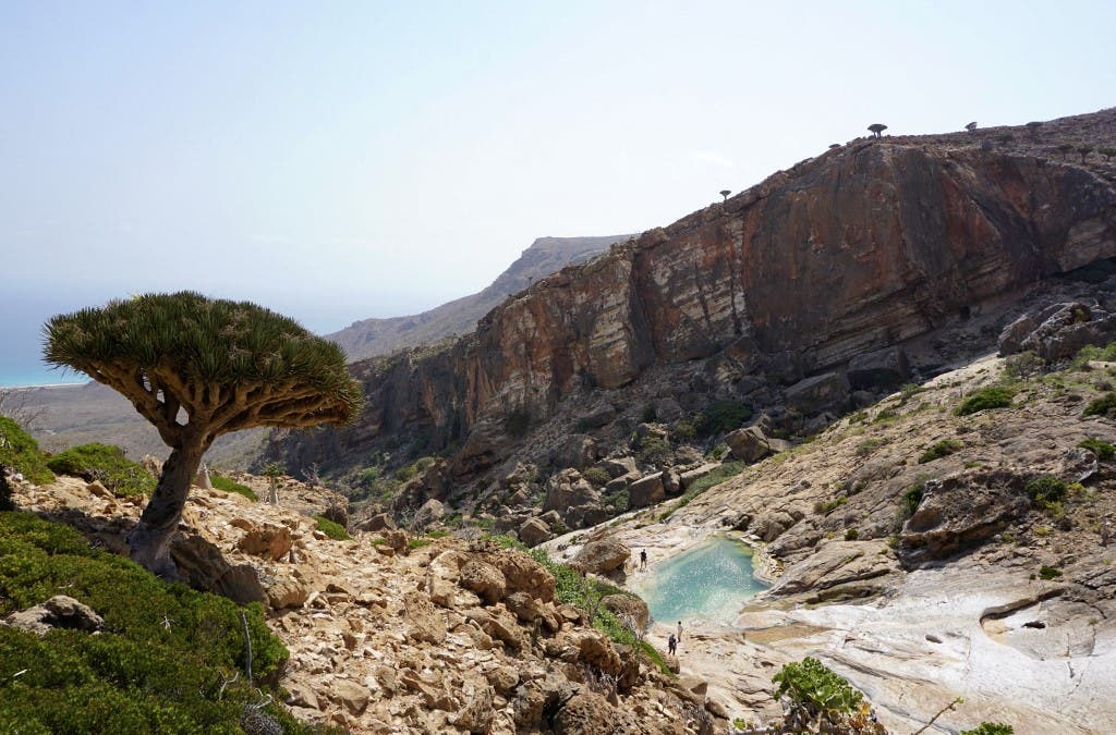 شجرة دم التنين المعمّرة في أرخبيل سقطرى اليمنية