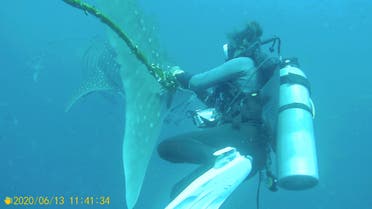 A diver tries to cut a rope from the tail of a whale shark near Koh Tao Island, Thailand June 13, 2020, in this still image obtained from a social media video. (Reuters)
