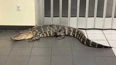 A two-meter alligator was found a Florida post office. (Facebook)