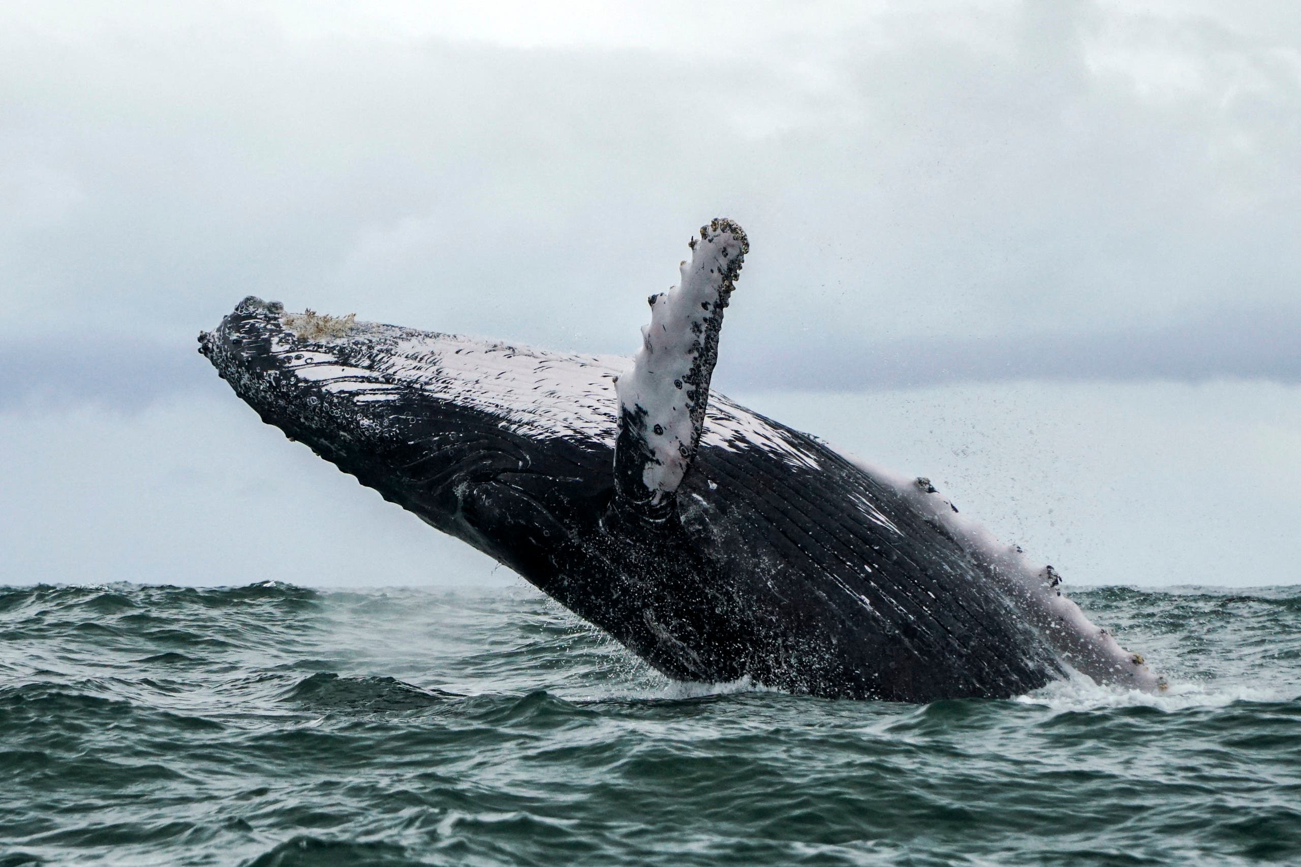 In this file photo taken on August 12, 2018 a Humpback whale jumps in the surface of the Pacific Ocean at the Uramba Bahia Malaga National Natural Park in Colombia. (AFP)