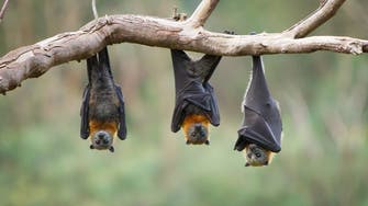 خبر مرعب.. "كورونا" جديدة في الخفافيش قد تصيب البشر
