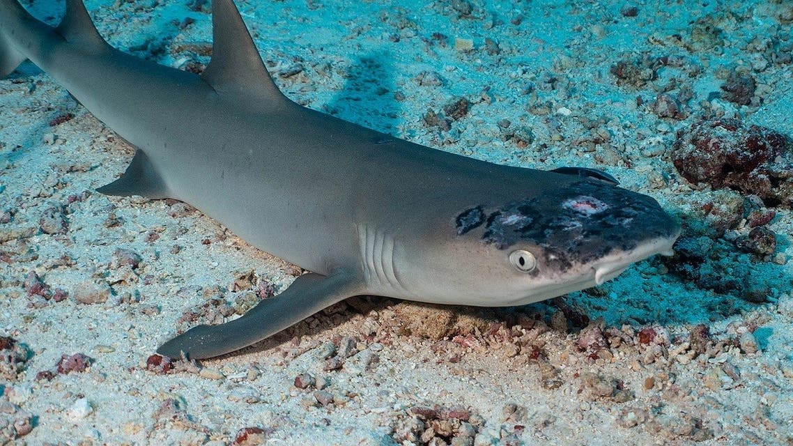 A whitetip reef shark with white spots and lesions lies on the seabed off the coast of Sipadan Island, Malaysia in this picture obtained from social media. (Jason Isley/Scubazoo/via Reuters)