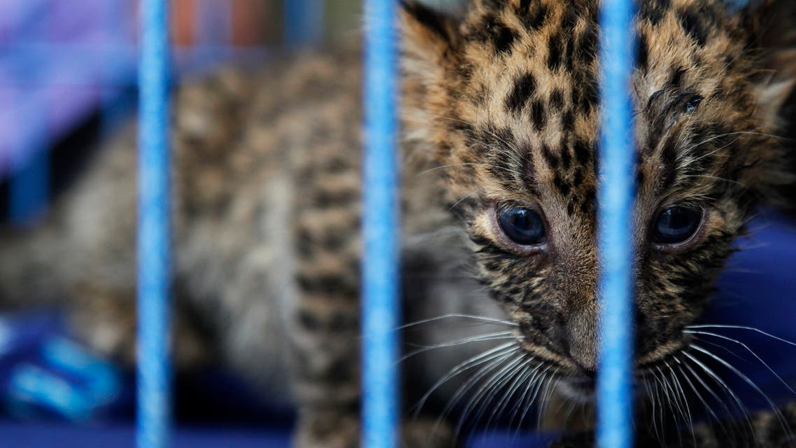 A two-month-old leopard cub looks from inside a cage after Thai police arrested a citizen of the United Arab Emirates at Suvarnabhumi airport in Bangkok May 13, 2011 as he was preparing to fly first class from Bangkok to Dubai with various rare and endangered animals in his suitcases, which included four leopards, one Malayan sun bear, one white-cheeked gibbon, one black-tufted marmoset, an Asiatic black bear and two macaque monkeys. (Reuters)
