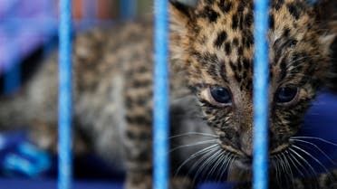 A two-month-old leopard cub looks from inside a cage after Thai police arrested a citizen of the United Arab Emirates at Suvarnabhumi airport in Bangkok May 13, 2011 as he was preparing to fly first class from Bangkok to Dubai with various rare and endangered animals in his suitcases, which included four leopards, one Malayan sun bear, one white-cheeked gibbon, one black-tufted marmoset, an Asiatic black bear and two macaque monkeys. (Reuters)