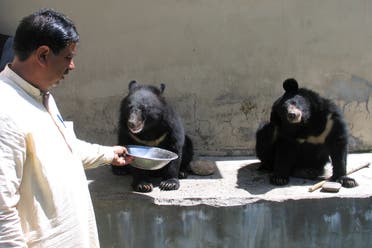 Mohammad Ashraf, assistant game warden, feeds a pair of Asian black bears, rescued a year ago near the Line of Control (LoC), at the Wildlife and Fisheries department in a Dawarian village in Neelum Valley, Pakistan-administrated Kashmir, June 12, 2021. Picture taken June 12, 2021. (Reuters)
