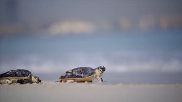 The Dubai Turtle Rehabilitation Project was launched in 2004 at Burj al-Arab and aims to care, protect and rehabilitate sick and injured turtles. (Screengrab)