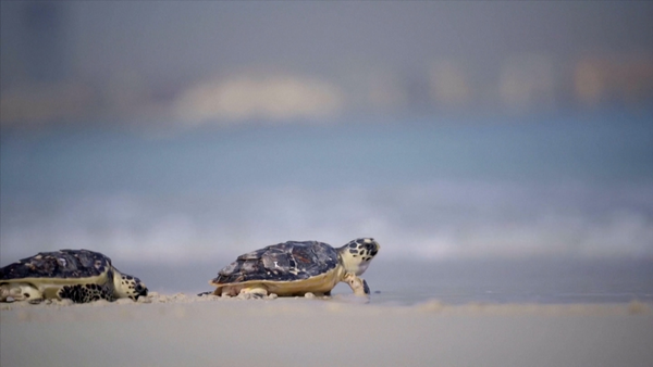 Experts help injured sea turtles back into Dubai sea