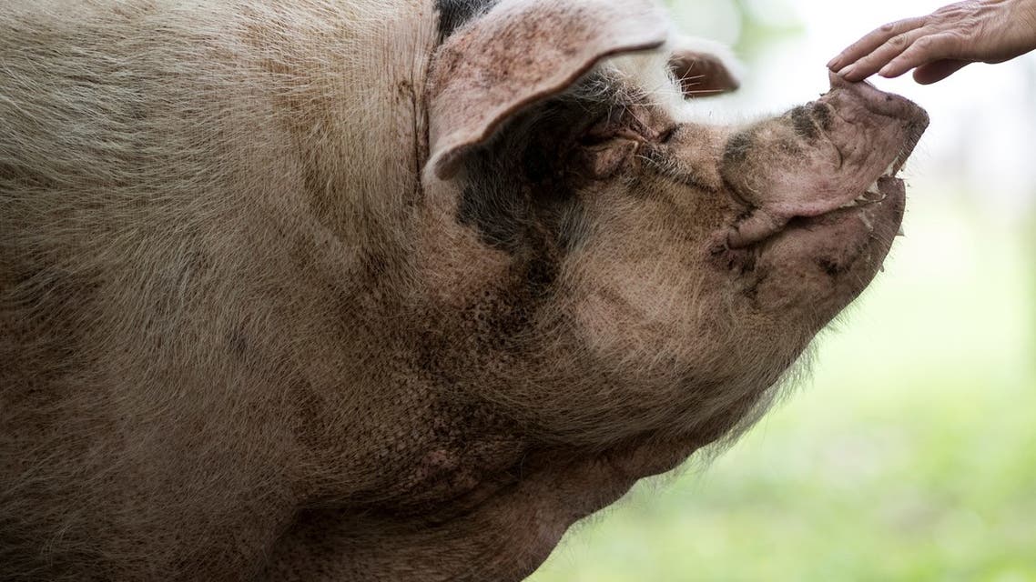 This file photo taken on April 25, 2018 shows a pig known as Zhu Jianqiang, who became a national icon after it survived the devastating earthquake 10 years ago, being comforted by worker at a museum in Anren, Sichuan province. A pig which became an unlikely national icon after surviving 36 days buried beneath rubble in earthquake-hit southwest China has died aged 14, its keepers said on June 17, 2021. (File photo: AFP)