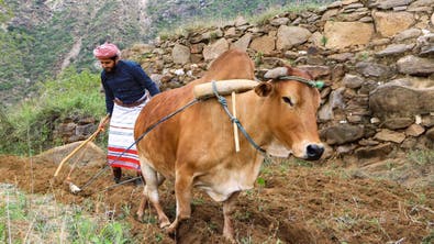 سعودی عرب کے پہاڑی علاقے میں بیل کے ذریعے کھیتی باڑی کا روایتی طریقہ آج بھی مقبول