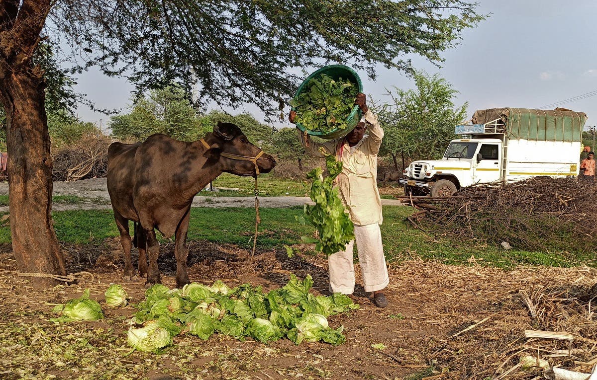 A farmer feeds iceberg lettuce to his buffalo during a 21-day nationwide lockdown to slow the spreading of coronavirus, at Bhuinj village in Satara district in the western state of Maharashtra, India. (File photo: Reuters)