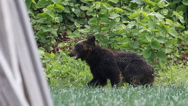 This picture shows a brown bear that is on the loose in Sapporo, Hokkaido prefecture on June 18, 2021. A brown bear was on the loose in the northern Japanese city of Sapporo, with the government warning residents to stay home after the animal injured four people including a soldier. (File photo: AFP)