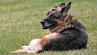 US President Joe Bidens’ dog Champ, ‘cherished companion,’ dies