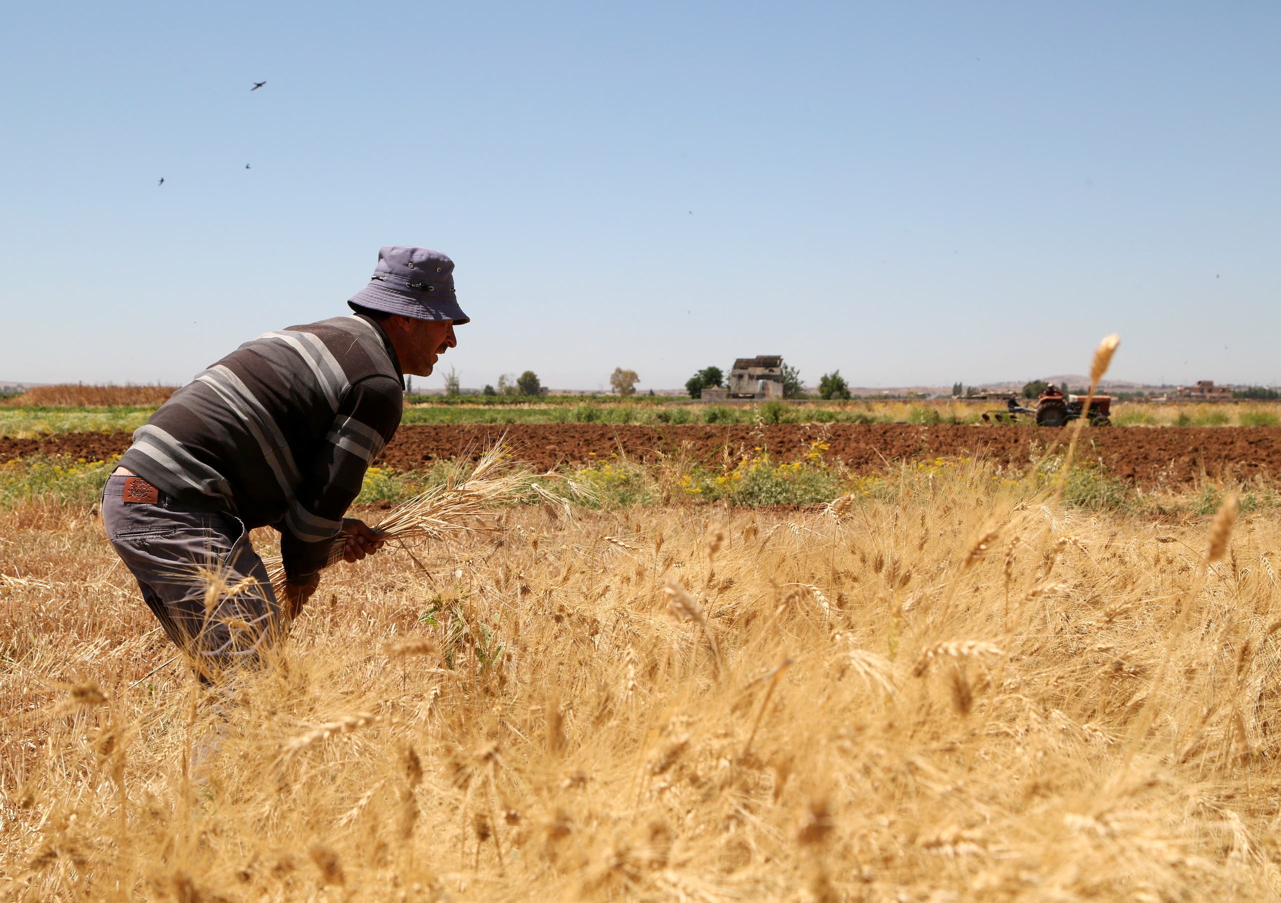 زراعة القمح في سوريا (رويترز)
