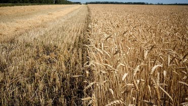A wheat field is pictured outside the village of Karpenkovo, some 150 km from city of Voronezh, on July 12, 2020. (Kirill Kudryavtsev/AFP)