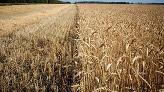 Russia to supply first wheat cargo to Algeria in years