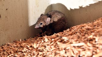  Mouse plague forces Australian prison evacuation                         