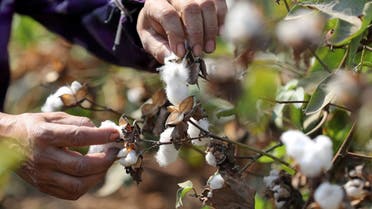 A farmer harvests cotton in a field in Qaha, Al-Qalyubia Governorate, northeast of Cairo, Egypt September 28, 2018. (Reuters/Mohamed Abd El Ghany)