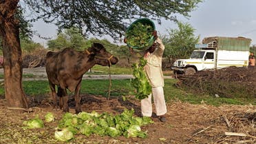 A farmer feeds iceberg lettuce to his buffalo during a 21-day nationwide lockdown to slow the spreading of coronavirus disease (COVID-19), at Bhuinj village in Satara district in the western state of Maharashtra, India, April 1, 2020. Picture taken April 1, 2020. (File Photo: Reuters)