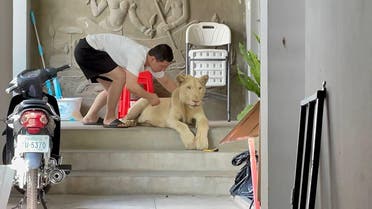 This photo released on June 27, 2021 shows a male lion as it is being confiscated by authorities from a private residence where it was being raised as a pet in Phnom Penh. (Handout/Cambodia's Ministry of Environment/AFP)