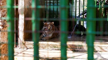 A tiger is seen at a zoo in Hazmieh, Lebanon June 28, 2021. Picture taken June 28, 2021. (Reuters)