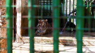 Animals starve in Lebanon’s zoos as economy crumbles 