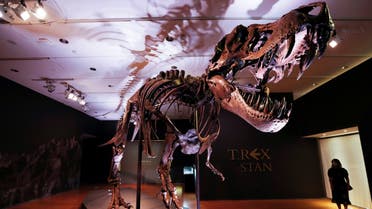 An approximately 67 million-year-old Tyrannosaurus Rex skeleton, one of the largest, most complete ever discovered and named STAN after paleontologist Stan Sacrison who first found it, is seen on display ahead of its public auction at Christie's in New York City, New York, US, September 15, 2020. (Reuters)