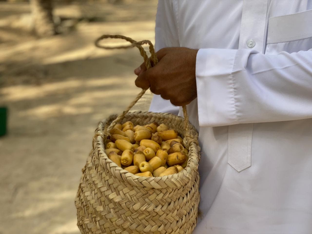 ثمار الرطب بعد قطفه