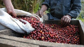 سعودی عرب میں کافی کے درختوں کی تعداد 4 لاکھ سے تجاوز کر گئی