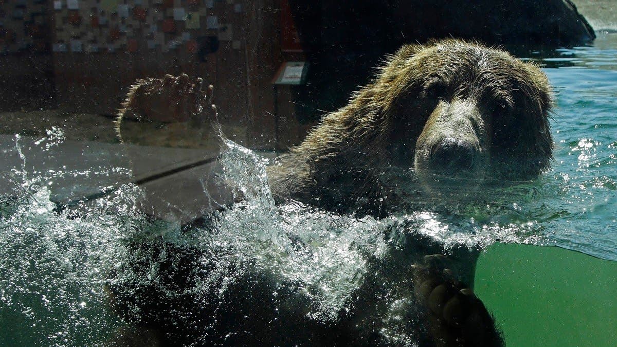 Big cats, bears, ferrets get COVID-19 vaccine at Oakland Zoo