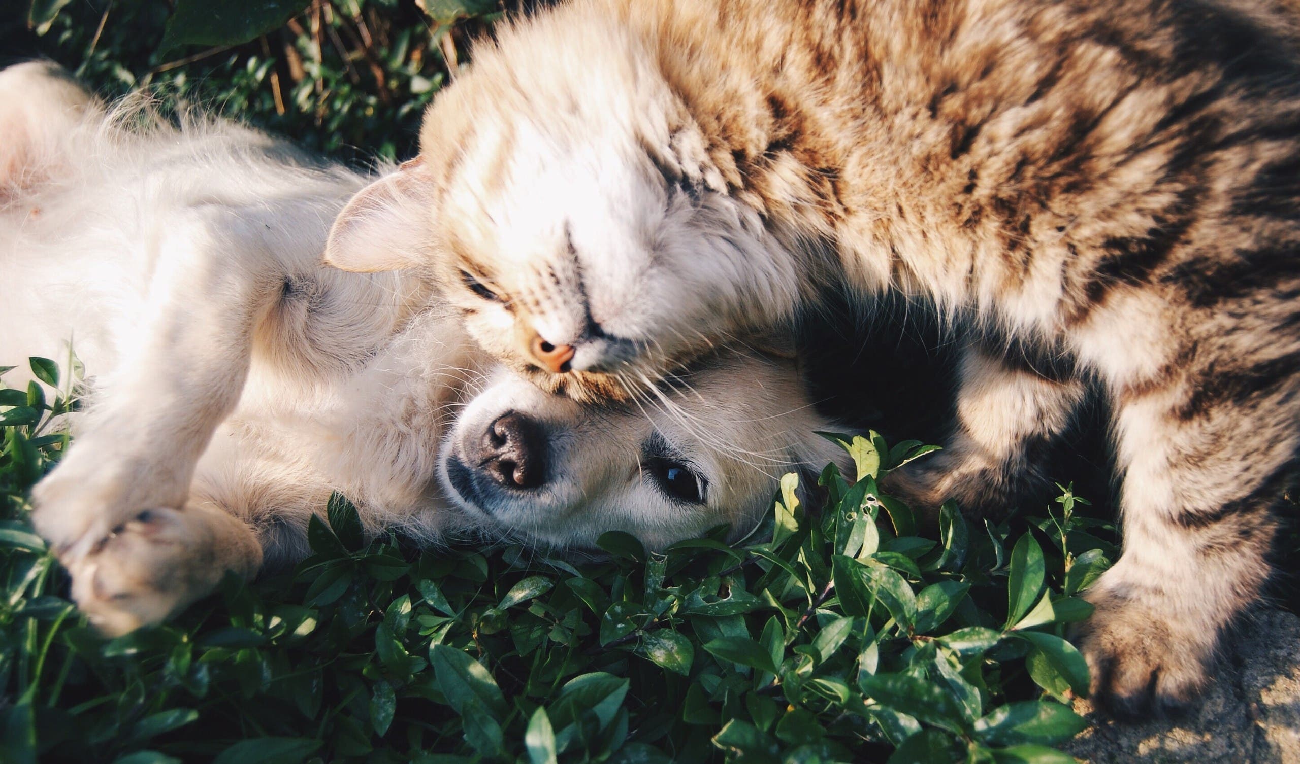 Cat and dog laying down on grass. (Unsplash, Krista Mangulsone)