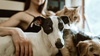 One in five pets caught COVID-19 from their owners: Study 