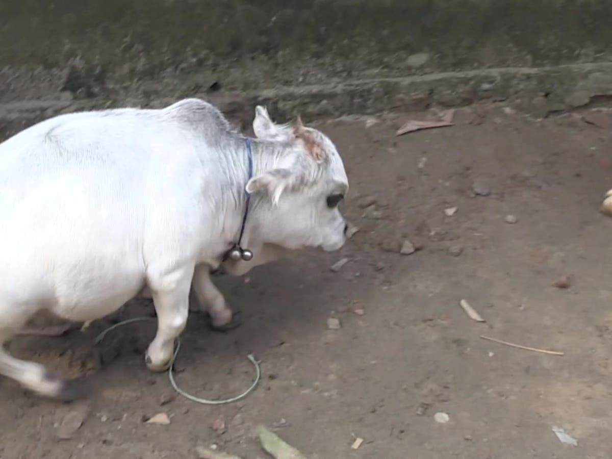 Hundreds flock to see a 20-inch dwarf cow at a Bangladesh farm | Al Arabiya English Hundreds flock to see a 20-inch dwarf cow at a Bangladesh farm | Al Arabiya English