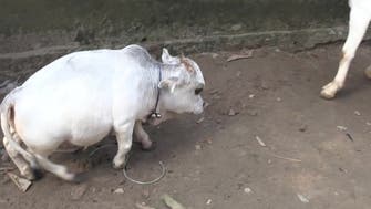 Hundreds flock to see a 20-inch dwarf cow at a Bangladesh farm