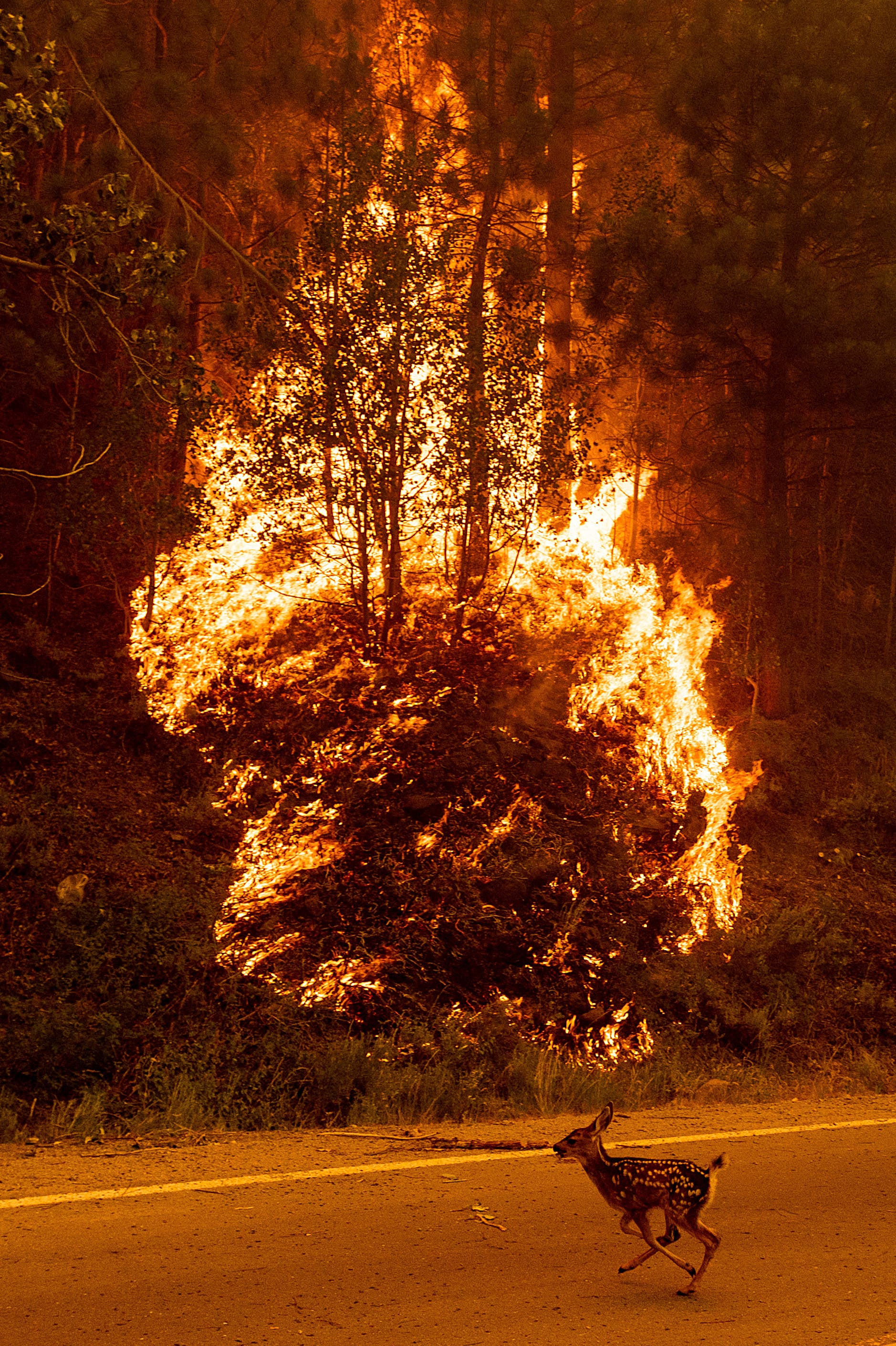 An animal sprints across a road as the Sugar Fire, part of the Beckwourth Complex Fire, burns in Plumas National Forest, California, on Thursday, July 8, 2021. (AP)