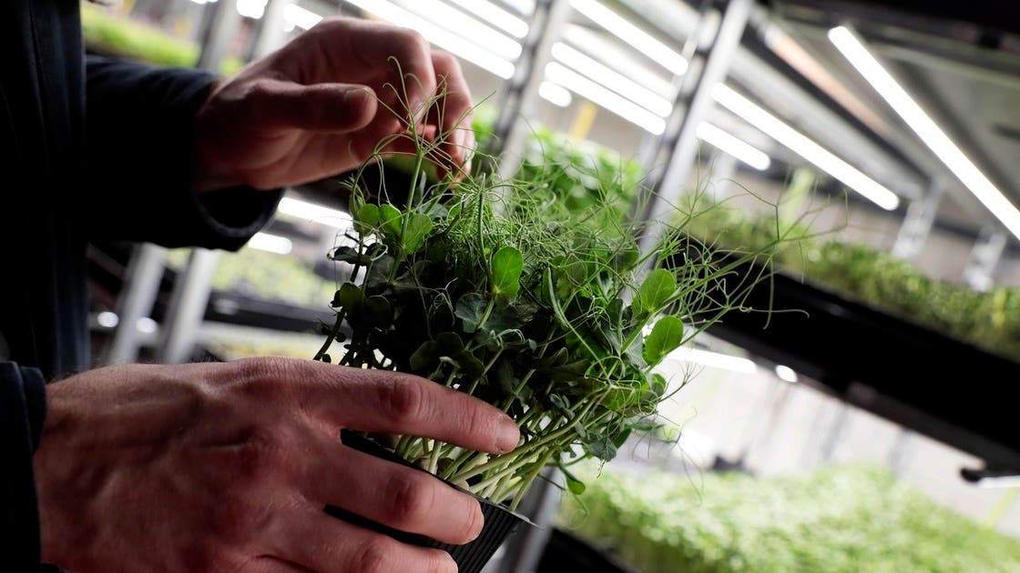 Vertical farming, agri-tech key to bolstering UAE’s food, water security: Ministers