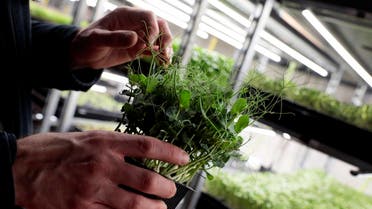Vertical farming is booming in the UAE as the nation seeks to promote innovation-driven food security strategy, attracting and nurturing talent as well as investment. (File photo: AP)