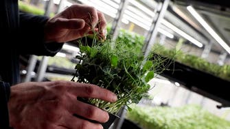 Beyond borders: UAE’s agenda to combat food insecurity amidst climate crisis at COP28