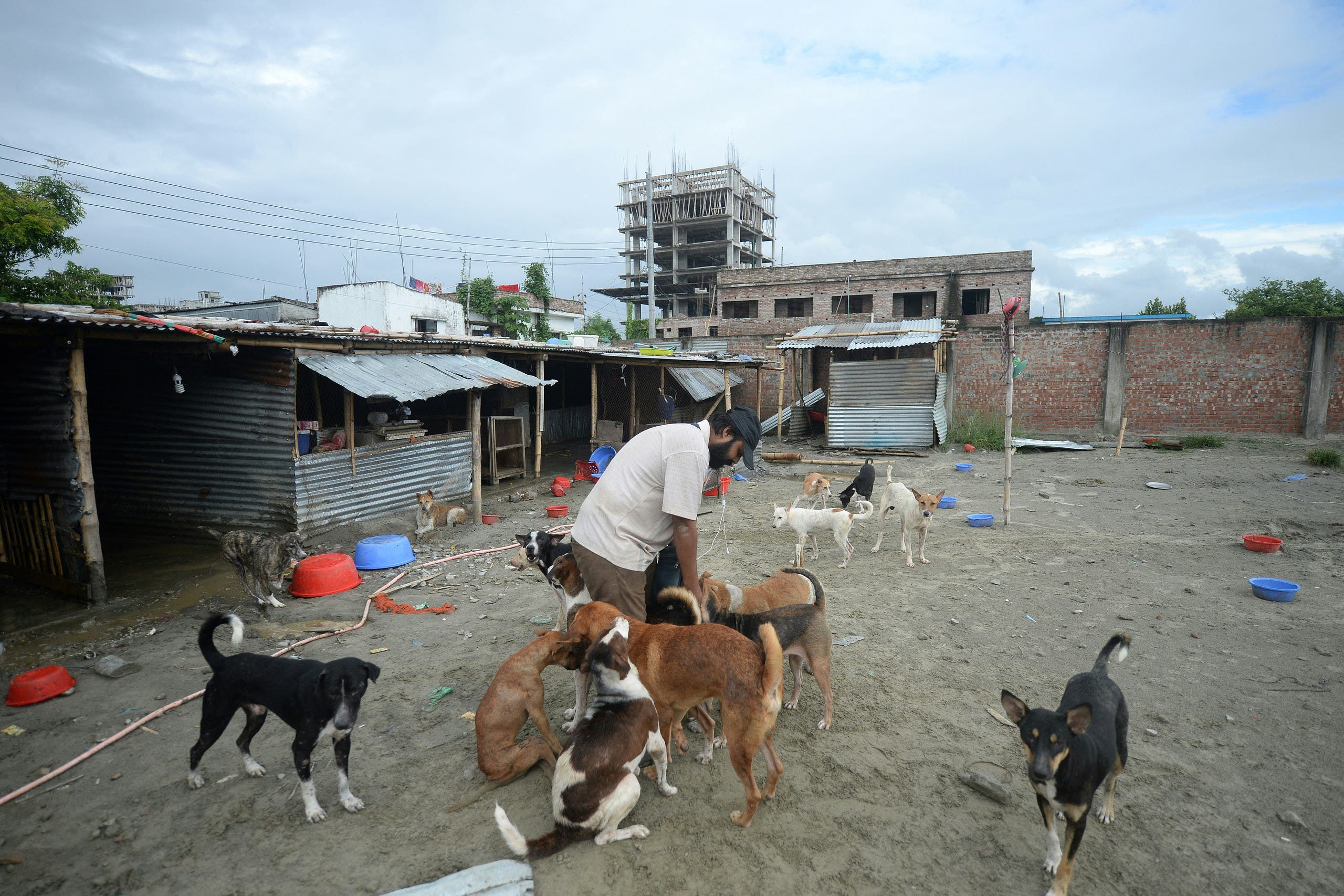 COVID-19 lockdown deaths of animals in Bangladesh pets shops spark ...